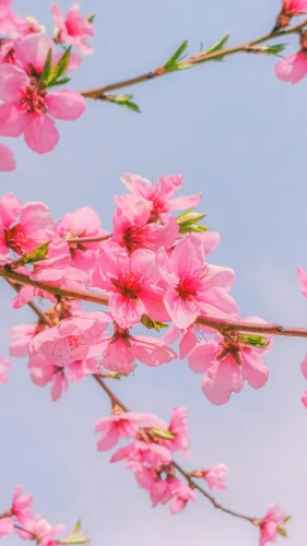 Hình nền Nhật Bản 1