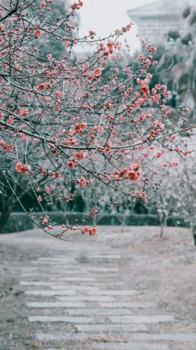 Hình nền Nhật Bản 39