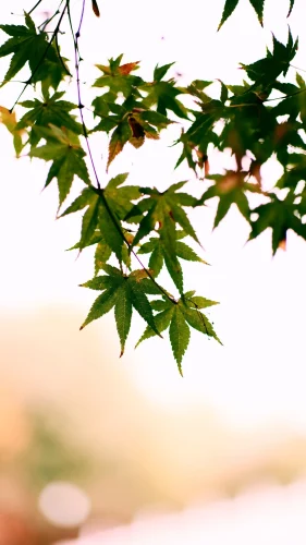 Hình nền Nhật Bản 73