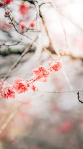 Hình nền Nhật Bản 89