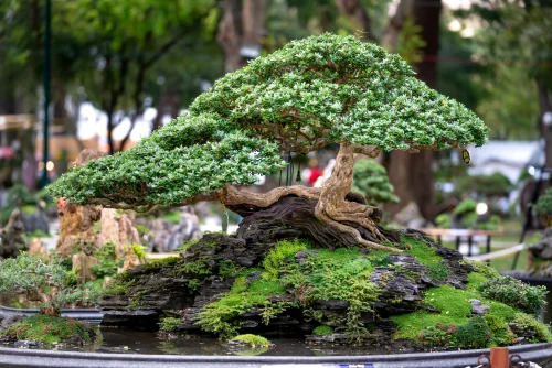 Hình nền Nhật Bản 20