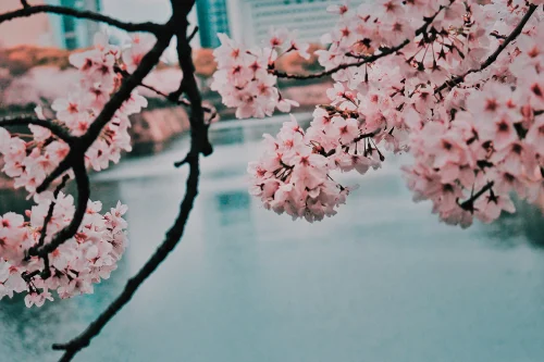 Hình nền Nhật Bản 25
