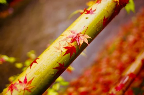 Hình nền Nhật Bản 30