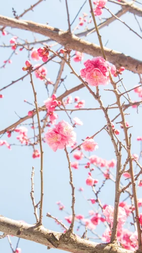 Hình nền Nhật Bản 202