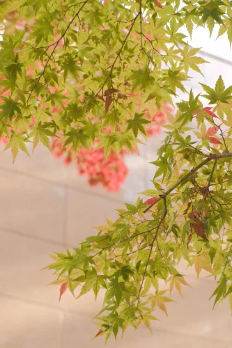 Hình nền Nhật Bản 214