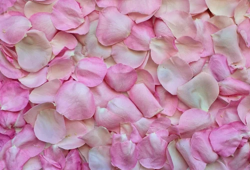 Hình nền pastel 2