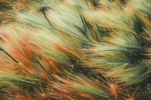 Hình nền pastel 14