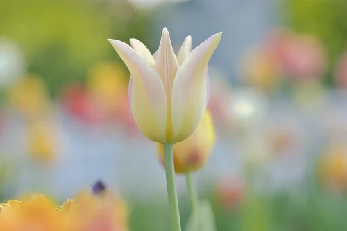 Hình nền pastel 22