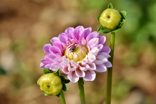 Hình nền pastel 35
