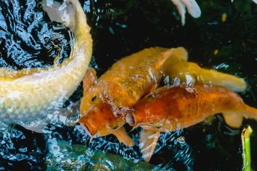 Hình nền phong thuỷ 11