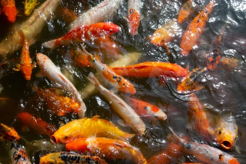 Hình nền phong thuỷ 20