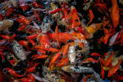 Hình nền phong thuỷ 23