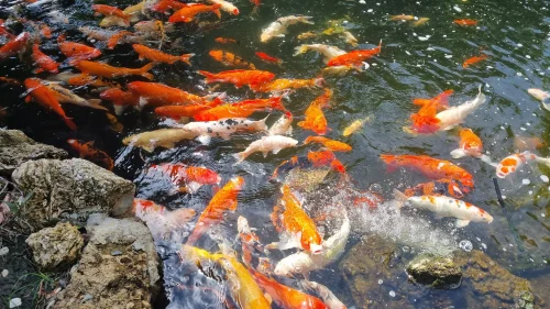 Hình nền phong thuỷ 27