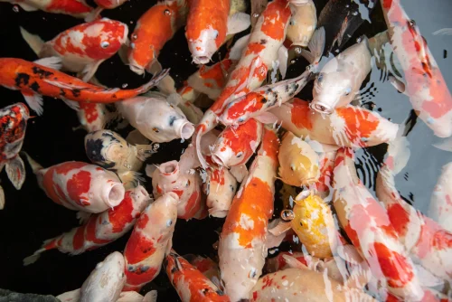 Hình nền phong thuỷ 30