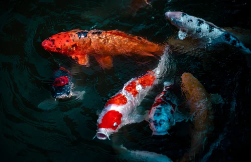 Hình nền phong thuỷ 31