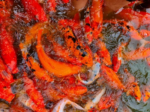 Hình nền phong thuỷ 34