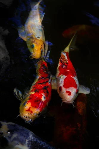 Hình nền phong thuỷ 15