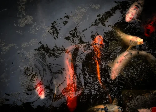 Hình nền phong thuỷ 36