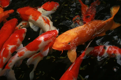 Hình nền phong thuỷ 41
