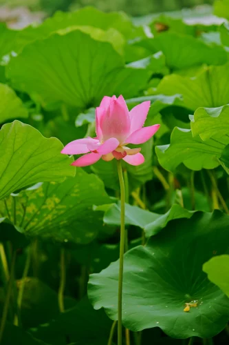 Hình nền phong thuỷ 25