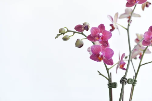 Hình nền phong thuỷ 50