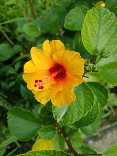 Hình nền phong thuỷ 26