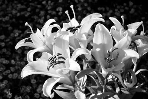 Hình nền phong thuỷ 53