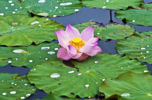 Hình nền phong thuỷ 58