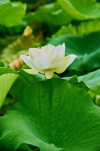 Hình nền phong thuỷ 29