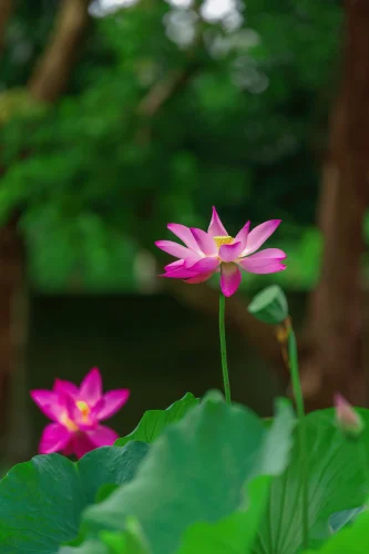 Hình nền phong thuỷ 30