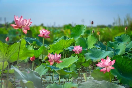 Hình nền phong thuỷ 62