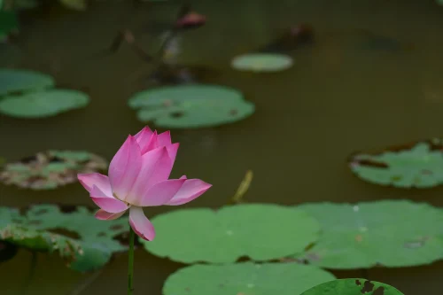 Hình nền phong thuỷ 63