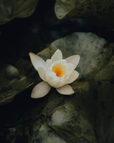 Hình nền phong thuỷ 32