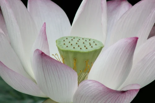 Hình nền phong thuỷ 64