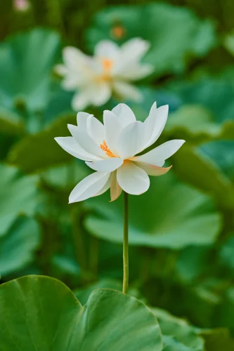 Hình nền phong thuỷ 34