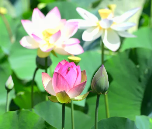 Hình nền phong thuỷ 65