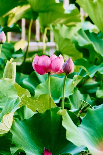 Hình nền phong thuỷ 35