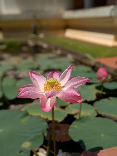 Hình nền phong thuỷ 36