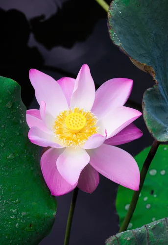 Hình nền phong thuỷ 37