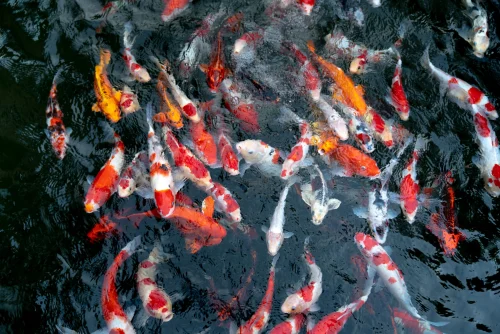 Hình nền phong thuỷ 74