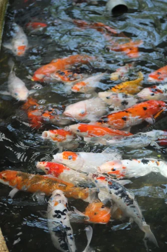 Hình nền phong thuỷ 39