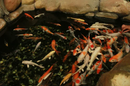 Hình nền phong thuỷ 80