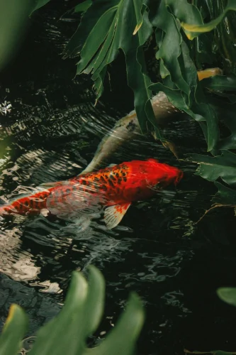 Hình nền phong thuỷ 46