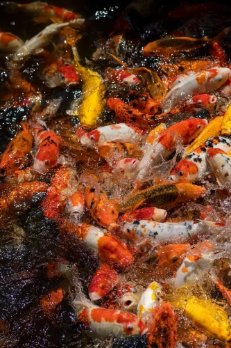 Hình nền phong thuỷ 47