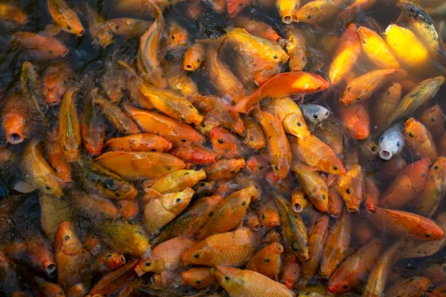 Hình nền phong thuỷ 87