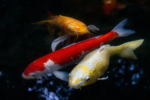 Hình nền phong thuỷ 91