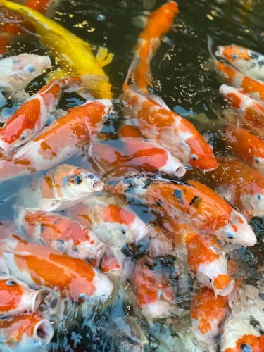 Hình nền phong thuỷ 57