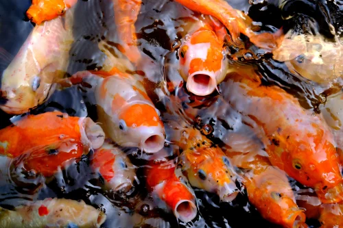 Hình nền phong thuỷ 102