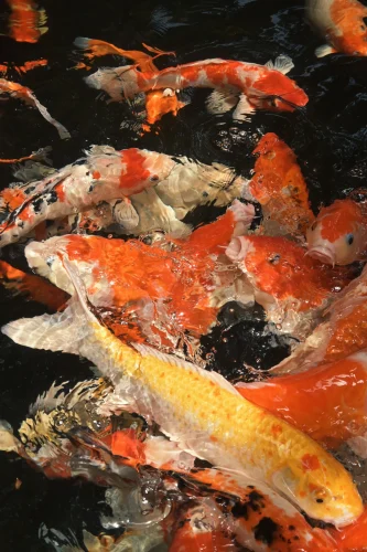 Hình nền phong thuỷ 66