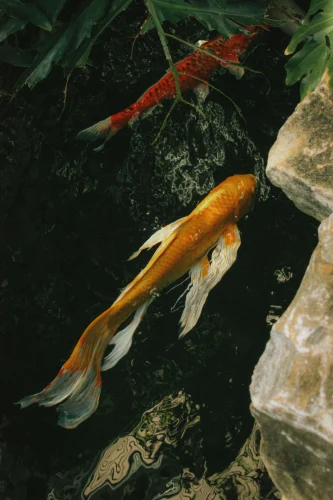 Hình nền phong thuỷ 69